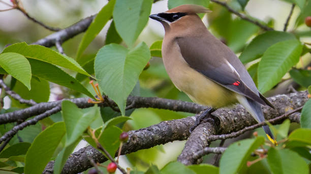 istock Cedar waxwing bird in a tree looking for berries for food 1225084521