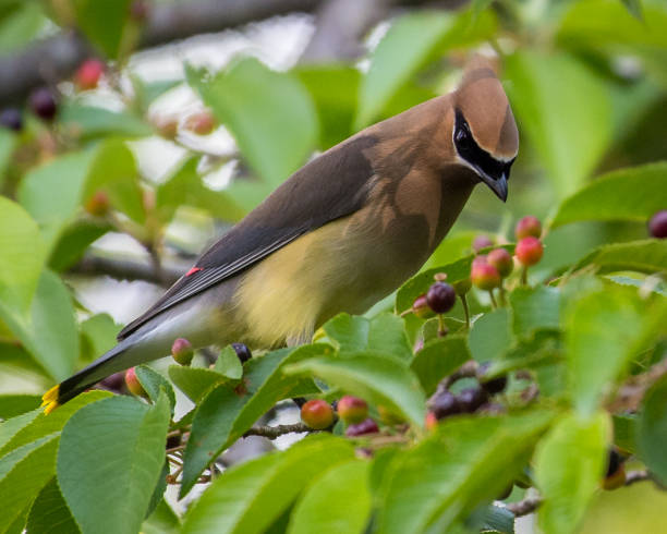 istock Cedar waxwing bird in a tree looking for berries for food 1225084536