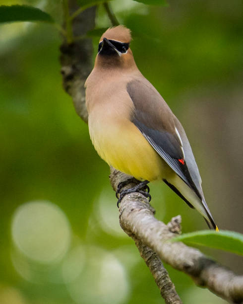 istock Cedar waxwing bird in a tree looking for berries for food 1225084555