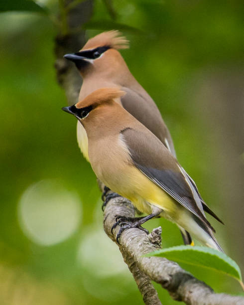 istock Cedar waxwing bird in a tree looking for berries for food 1225084562