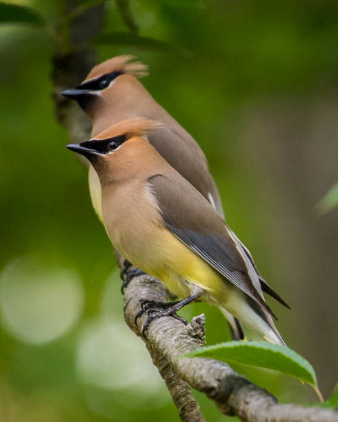 istock Cedar waxwing bird in a tree looking for berries for food 1225084566