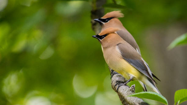 istock Cedar waxwing bird in a tree looking for berries for food 1225084567