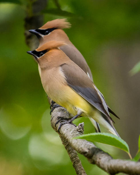 istock Cedar waxwing bird in a tree looking for berries for food 1225084570
