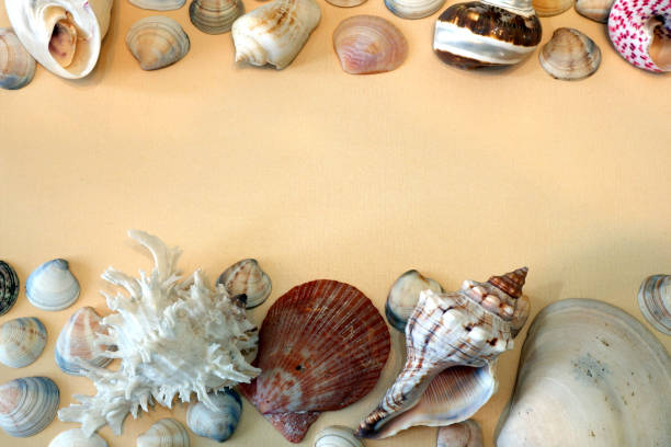 istock Composition of exotic sea shells on sand background close up view with free space for custom text 1225084614