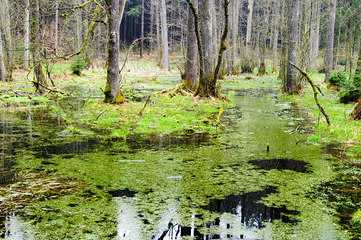 swamp in a forest near Munich, Bavaria