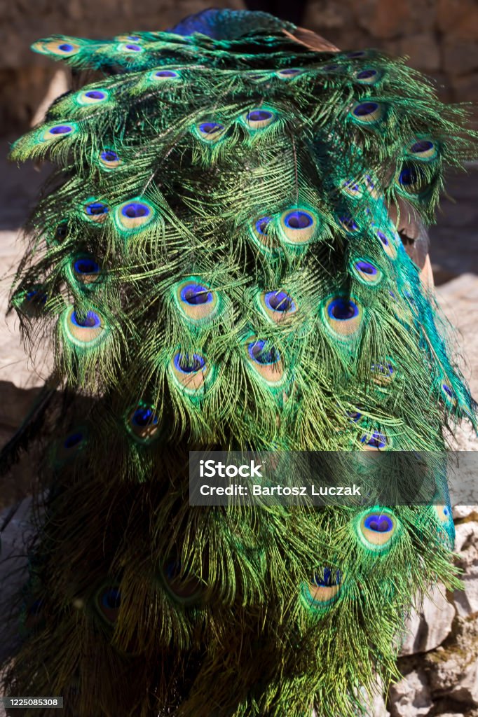 Peacock tail, Chefchouen in Morocco Abstract Stock Photo