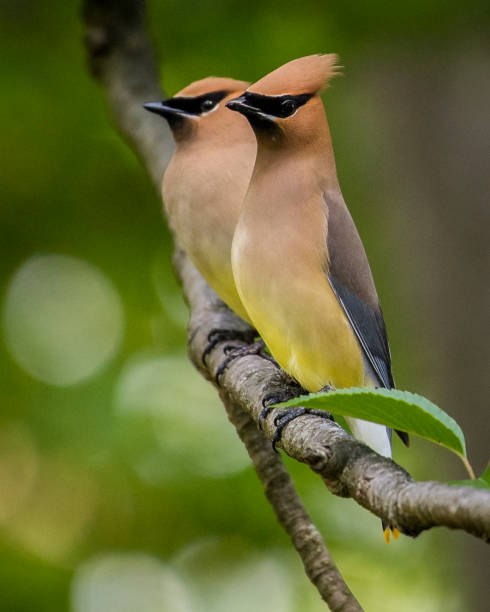 istock Cedar waxwing bird in a tree looking for berries for food 1225085341