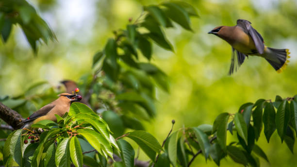 istock Cedar waxwing bird in a tree looking for berries for food 1225085365
