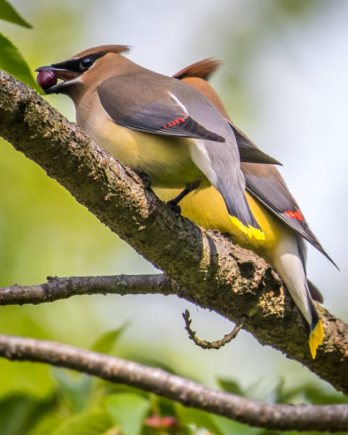 istock Cedar waxwing bird in a tree looking for berries for food 1225085375