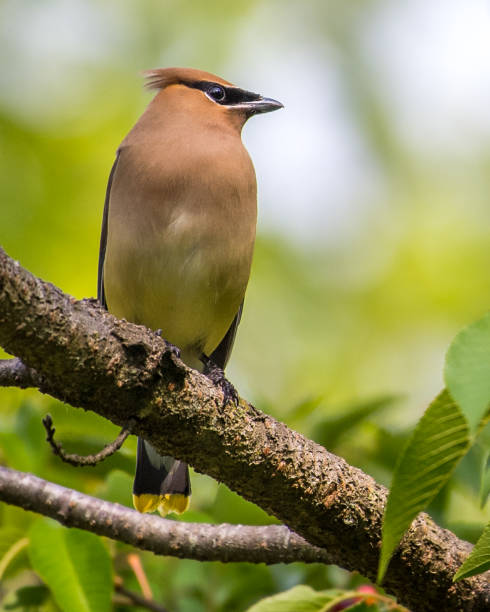 istock Cedar waxwing bird in a tree looking for berries for food 1225085376