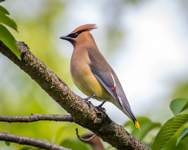 istock Cedar waxwing bird in a tree looking for berries for food 1225085404