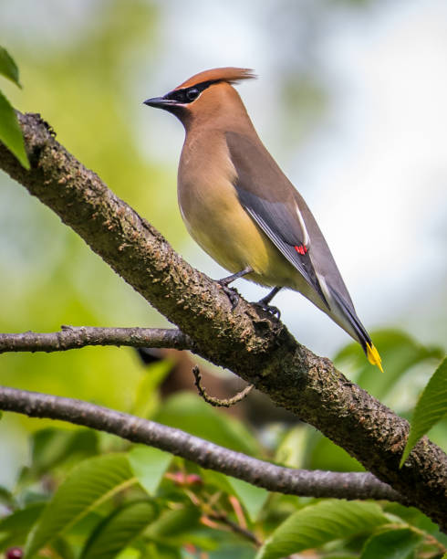 istock Cedar waxwing bird in a tree looking for berries for food 1225085406