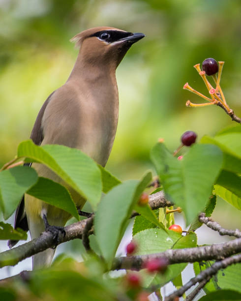 istock Cedar waxwing bird in a tree looking for berries for food 1225085417