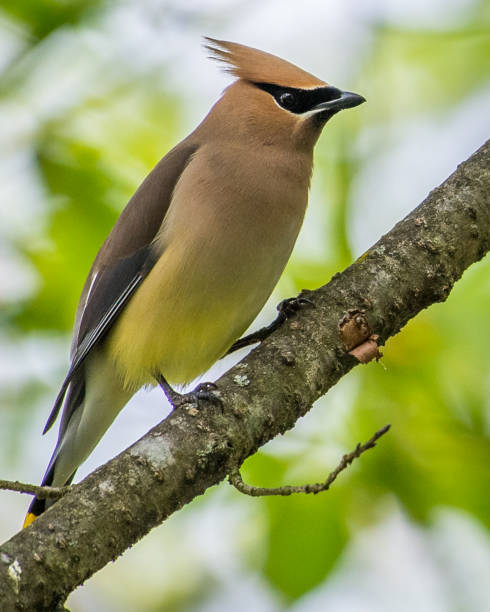 istock Cedar waxwing bird in a tree looking for berries for food 1225085422