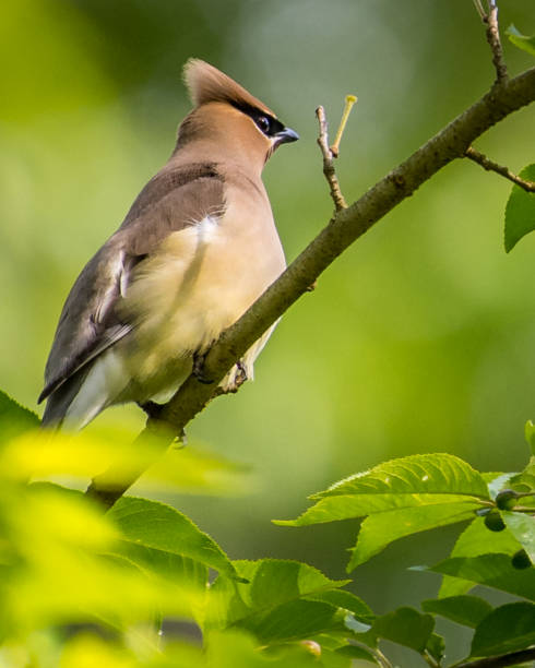 istock Cedar waxwing bird in a tree looking for berries for food 1225085443