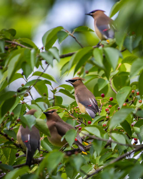 istock Cedar waxwing bird in a tree looking for berries for food 1225085456