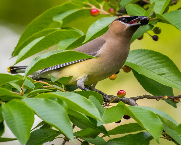 istock Cedar waxwing bird in a tree looking for berries for food 1225085488