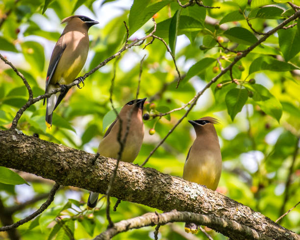 istock Cedar waxwing bird in a tree looking for berries for food 1225085492