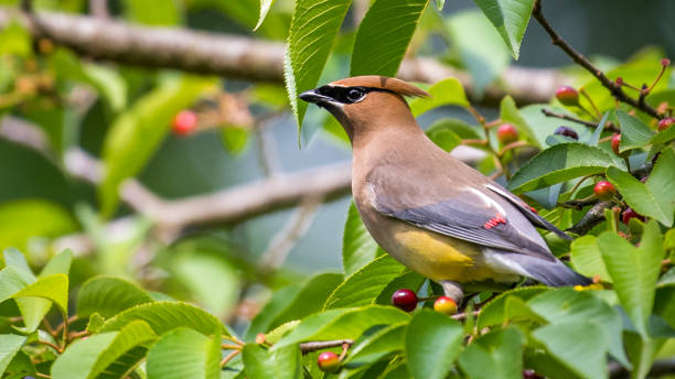istock Cedar waxwing bird in a tree looking for berries for food 1225085512