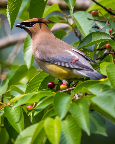 istock Cedar waxwing bird in a tree looking for berries for food 1225085518