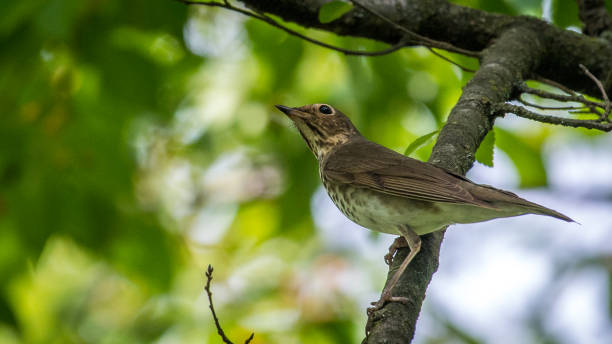 istock Wood Thrush Bird on a branch 1225085522