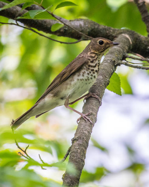 istock Wood Thrush Bird on a branch 1225085524