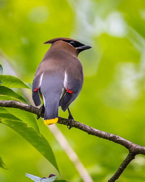 istock Cedar waxwing bird in a tree looking for berries for food 1225085526
