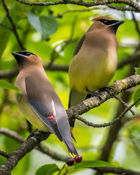 istock Cedar waxwing bird in a tree looking for berries for food 1225085543
