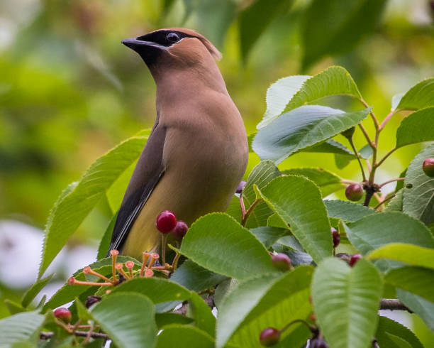 istock Cedar waxwing bird in a tree looking for berries for food 1225085546