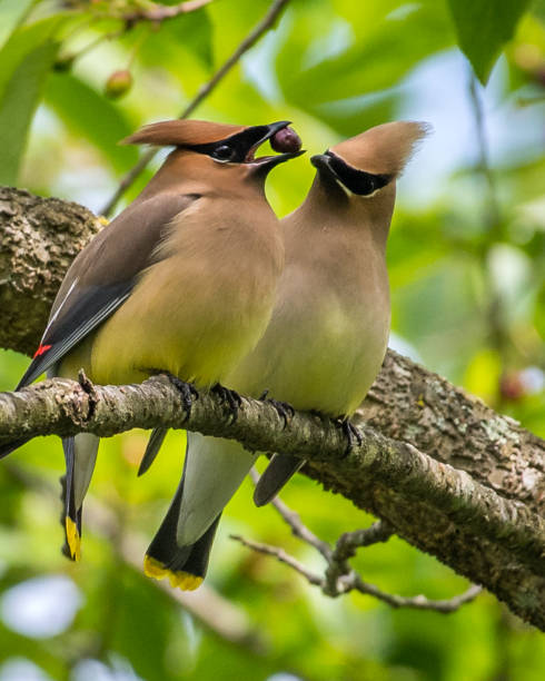 istock Cedar waxwing bird in a tree looking for berries for food 1225085791