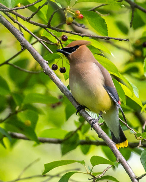 istock Cedar waxwing bird in a tree looking for berries for food 1225085792