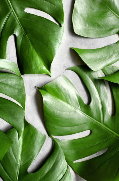 istock Monstera leaf on grey concrete background. View from above. Monstera background. 1225085883