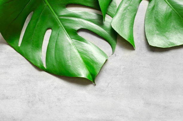 istock Monstera leaf on grey concrete background. View from above. Monstera background. 1225085913
