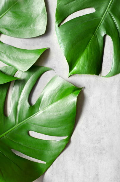 istock Monstera leaf on grey concrete background. View from above. Monstera background. 1225086441
