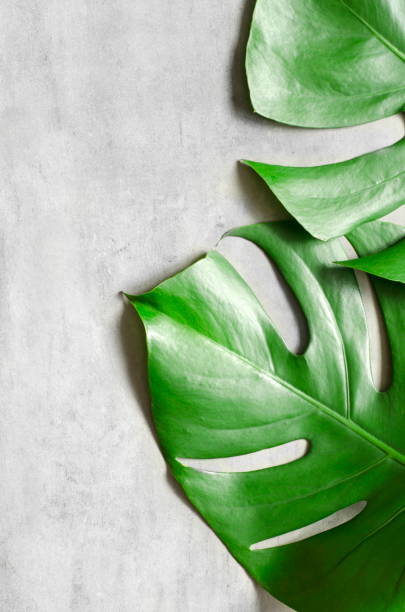 istock Monstera leaf on grey concrete background. View from above. Monstera background. 1225086498