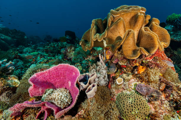 point chaud de biodiversité sous-marine, récif coloré dans le détroit de pantar, indonésie - crinoid photos et images de collection