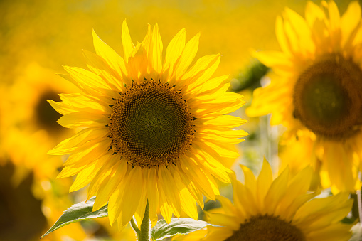 Beautiful sunflower on the field close-up. Agrarian industry. Blurred background. Free space for text. Bright yellow petals.