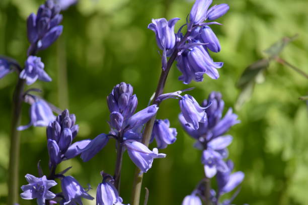 istock Stem of Scottish bluebell flowers 1225087972