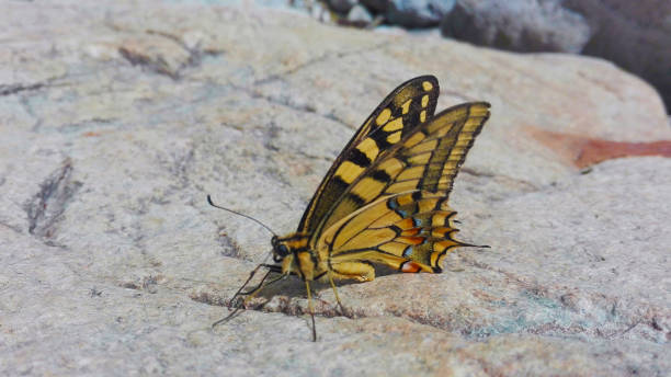 istock a common yellow butterfly on a white marble rock in its river habitat 1225088953