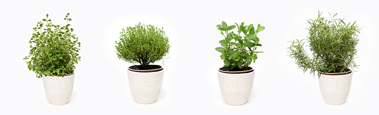 Green thyme, oregano, mint and rosemary plants growing in baskets on white background isolated