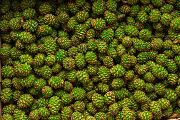 Il s’agit d’un fond naturel de pommes de pin. - Photo