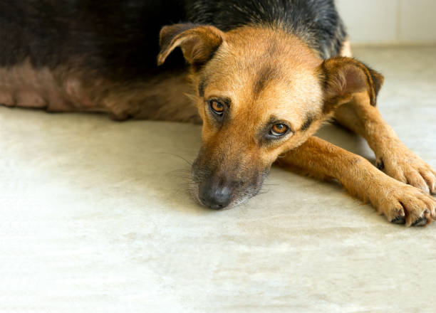 Shelter Dog Sad Adopt stock photo