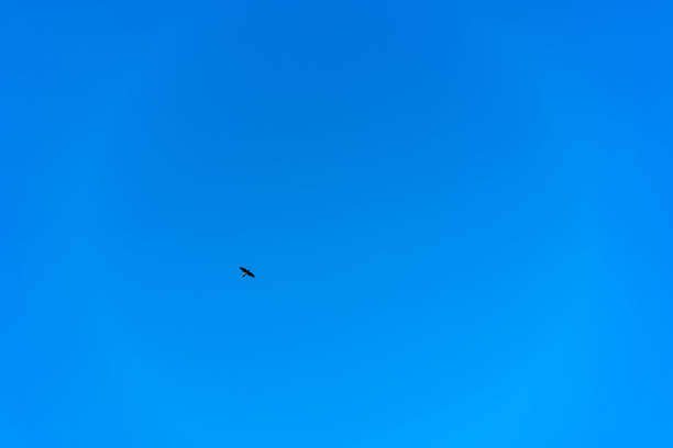 istock Bird of prey flying in the sky 1225091821