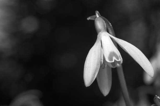 istock Black and white photo of a snowdrop 1225092734