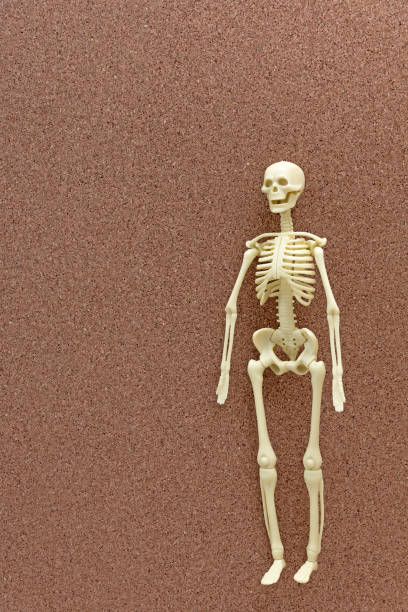 istock Anatomical plastic model human skeleton on corkboard and place for text 1225092739