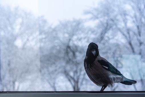 The crow outside the window looks inside.The crow outside the window looks inside
