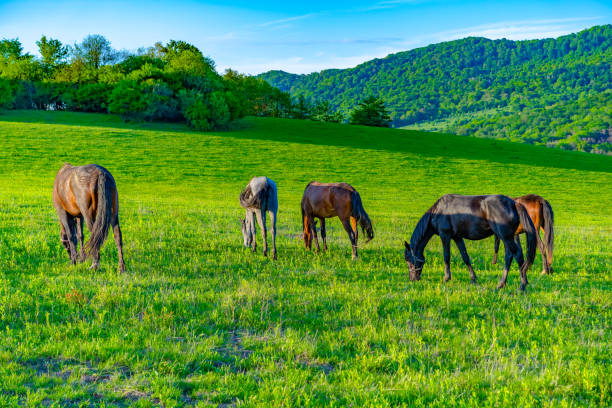 istock Horses graze in the meadow 1225094050