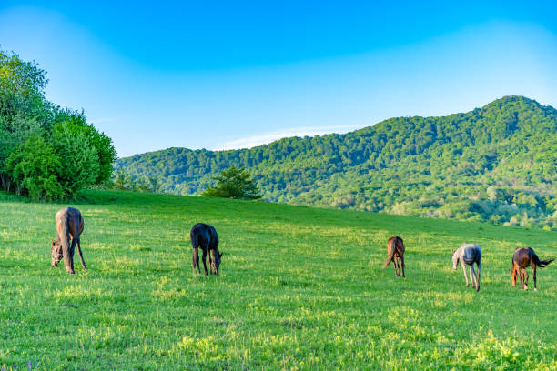 istock Horses graze in the meadow 1225095265