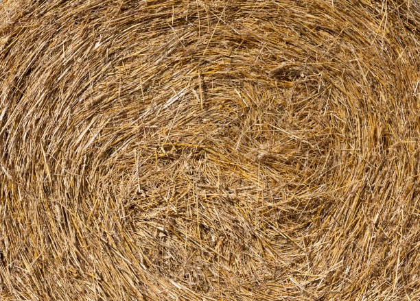 istock Rural landscape Golden straw texture background, close up 1225095269