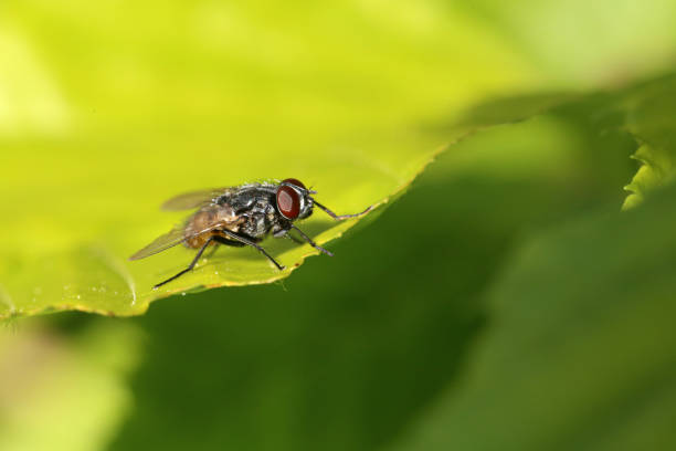 istock A garden fly is resting on a leaf 1225095412